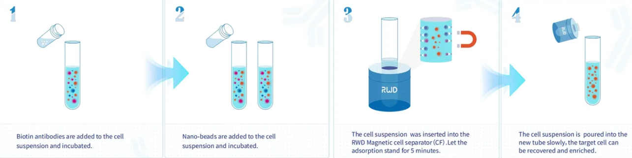 Рабочий процесс разделения клеток с помощью наночастиц Nano-Bead